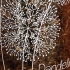 Dandelion-white-ink-on-clear-vinyl-label